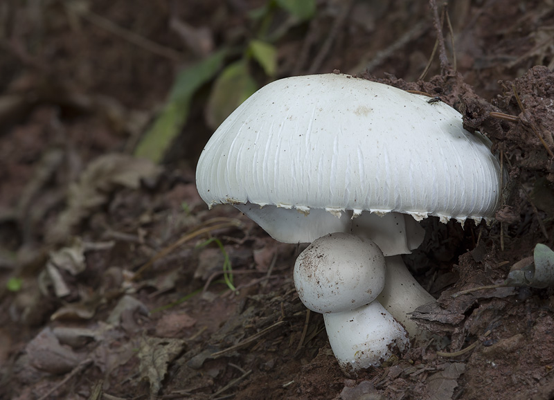 Agaricus xanthodermus